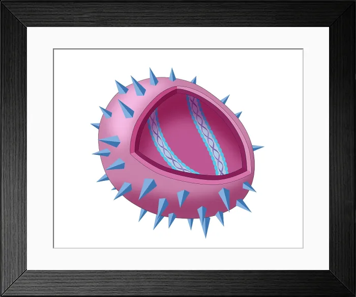 Framed Print : Virus Diagram Framed Print : Virus Diagram