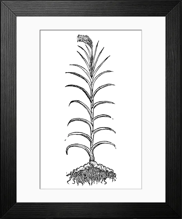Framed Print : Calamus, Alchemy Plant