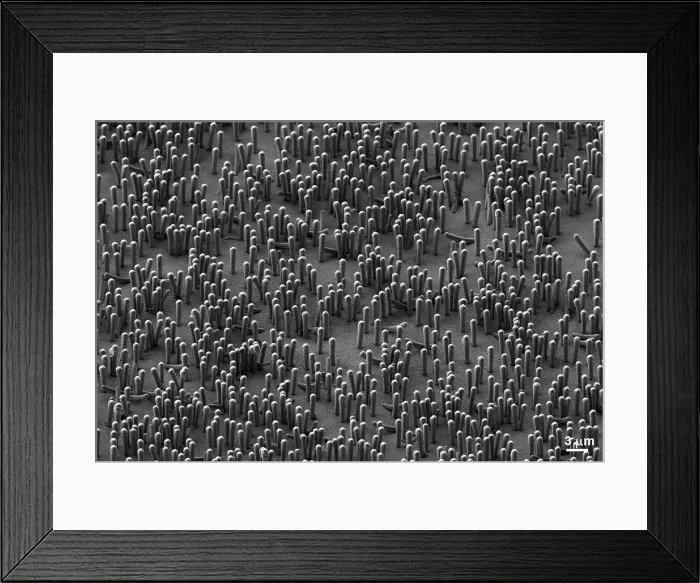 Framed Print : Nanowire Lithium-ion Batteries, under a microscope (SEM)