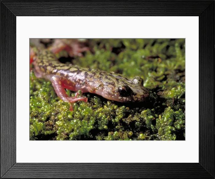 Framed Print : Green Salamander Framed Print : Green Salamander