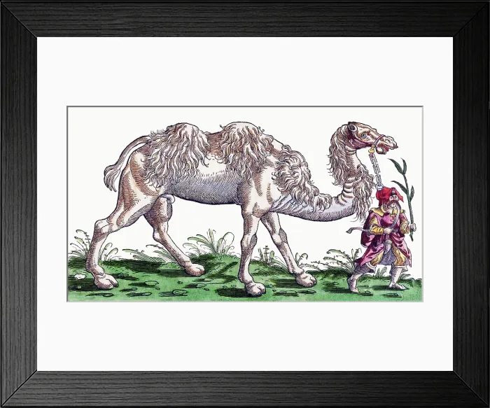 Framed Print : Gessner, Camel, 16th Century