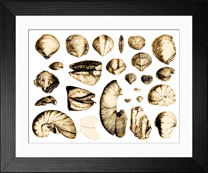 Framed Print : Fossilized Shells, 1844 Framed Print : Fossilized Shells, 1844