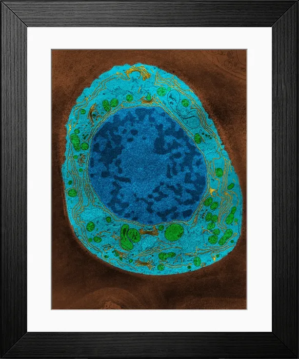Framed Print : Corn Root Tip Cell, TEM Framed Print : Corn Root Tip Cell, TEM