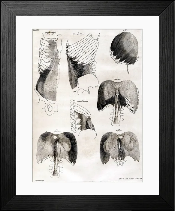 Framed Print : 18th Century Anatomical Engraving Framed Print : 18th Century Anatomical Engraving