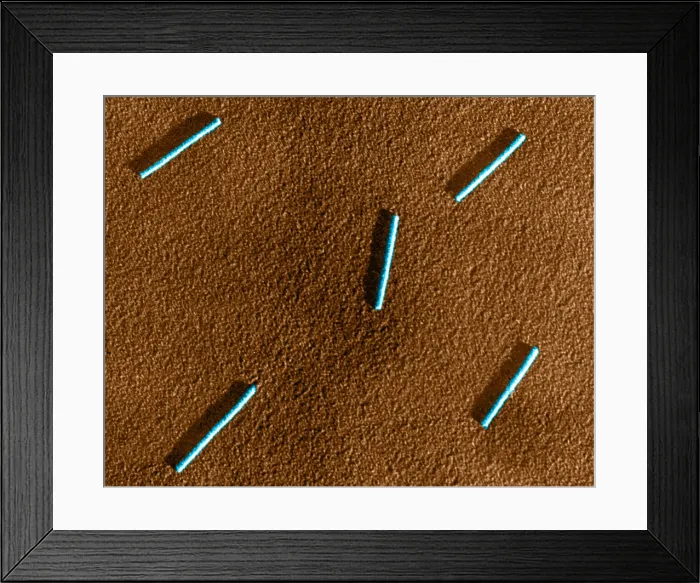 Framed Print : Tobacco mosaic Virus, TEM