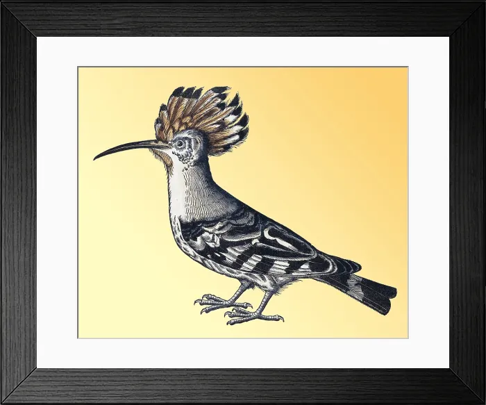 Framed Print : Gessner, Hoopoe, 16th Century