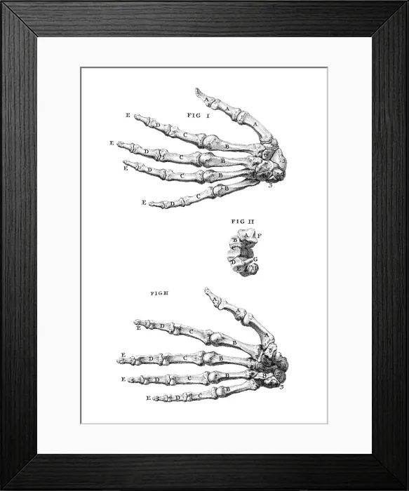 Framed Print : William Cheselden, 'Osteographia', 1733 Framed Print : William Cheselden, 'Osteographia', 1733
