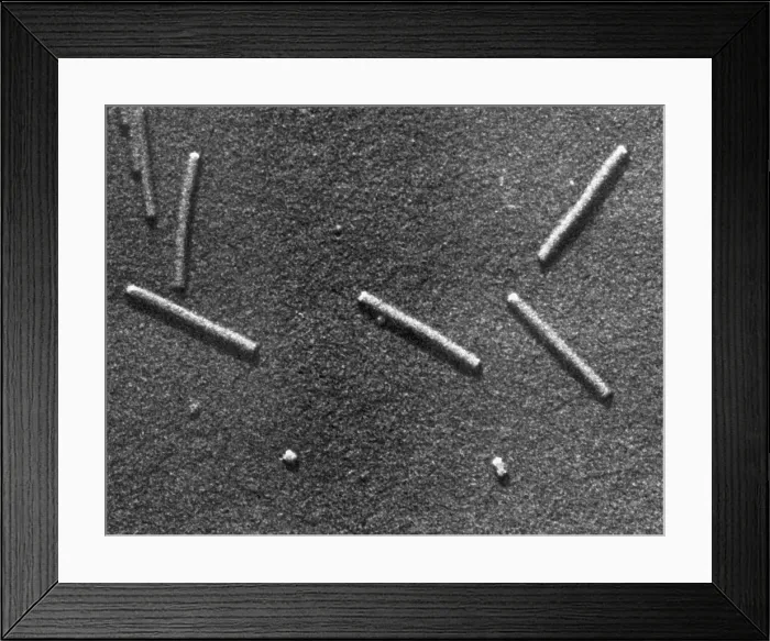 Framed Print : Tobacco mosaic Virus, TEM