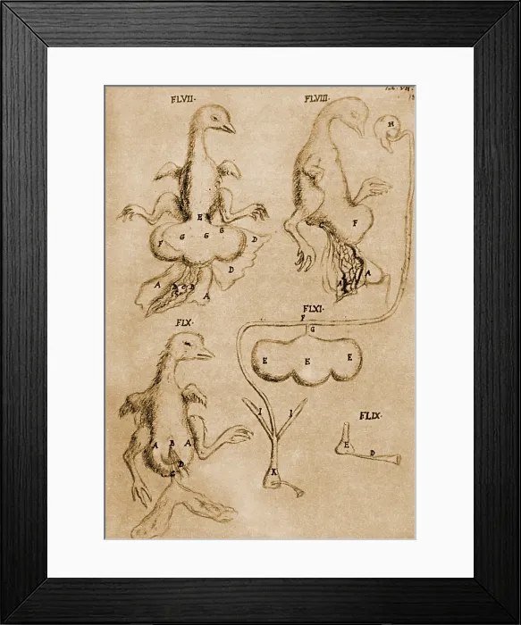 Framed Print : Malpighi's Chicken Drawings