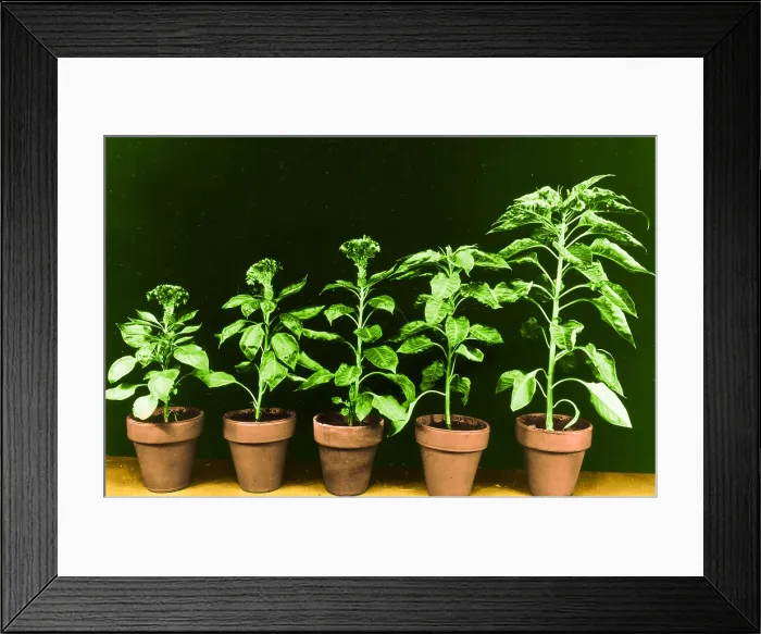 Framed Print : Daylight Experiment Framed Print : Daylight Experiment