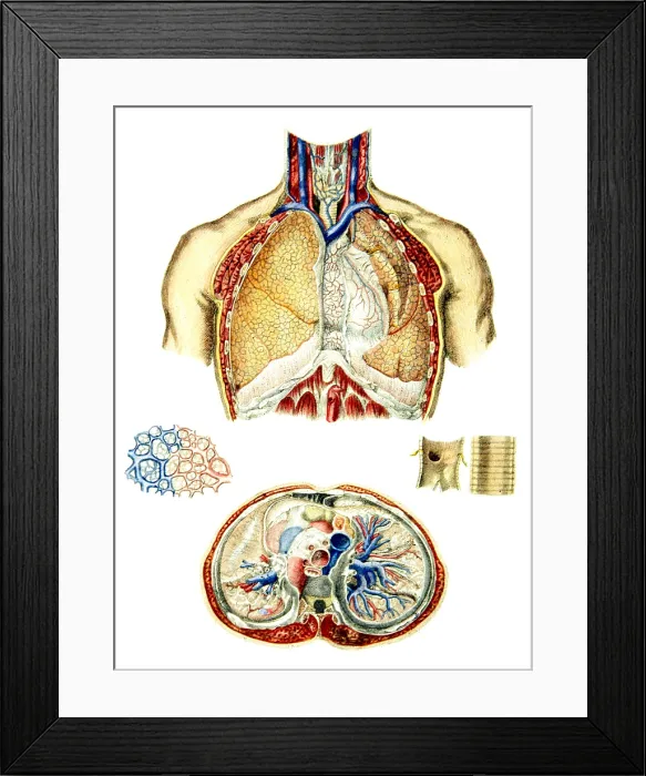 Framed Print : Anatomy of the Lungs, 1849