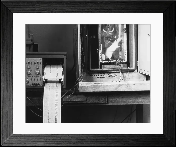 Framed Print : Animal Testing, Lab Rat in Activity Box Framed Print : Animal Testing, Lab Rat in Activity Box