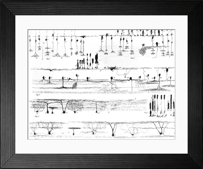Framed Print : Retinal Nerve Structure, Ramon y Cajal, 1923