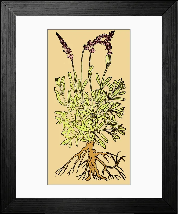 Framed Print : Spikenard, Alchemy Plant Framed Print : Spikenard, Alchemy Plant