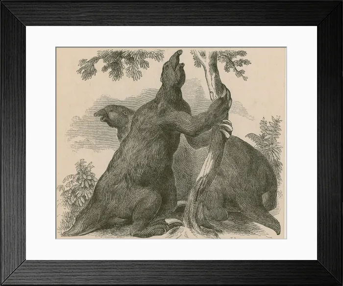 Framed Print : Megatherium, Cenozoic Mammal Framed Print : Megatherium, Cenozoic Mammal