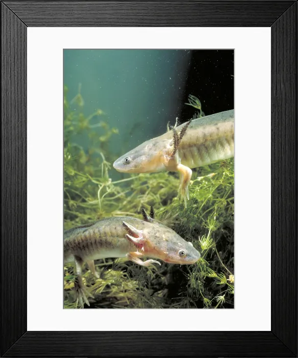 Framed Print : Waterdogs; larval form of the Eastern Tiger Salamander (Ambystoma tigrinum) Framed Print : Waterdogs; larval form of the Eastern Tiger Salamander (Ambystoma tigrinum)