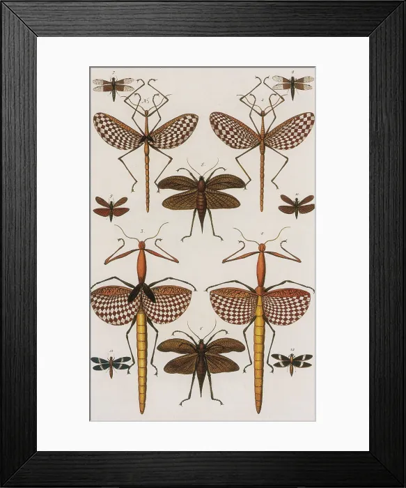 Framed Print : Insects, Seba's Thesaurus, 1734