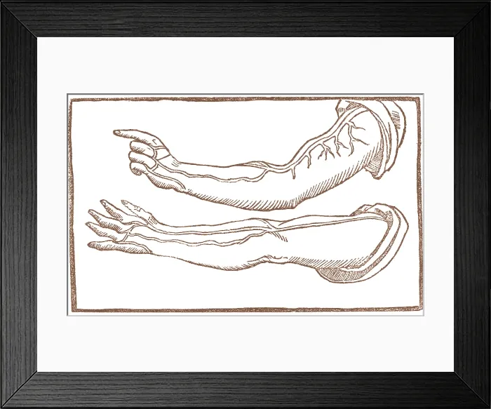 Framed Print : Jacopo Berengario da Carpi, Arteries Framed Print : Jacopo Berengario da Carpi, Arteries