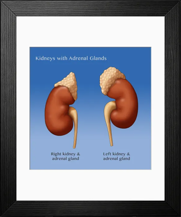 Framed Print : Adrenal Gland and Kidney, Illustration Framed Print : Adrenal Gland and Kidney, Illustration