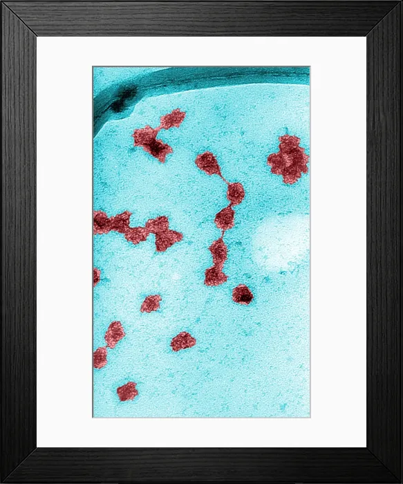 Framed Print : Genetics, Messenger RNA (mRNA), TEM Framed Print : Genetics, Messenger RNA (mRNA), TEM