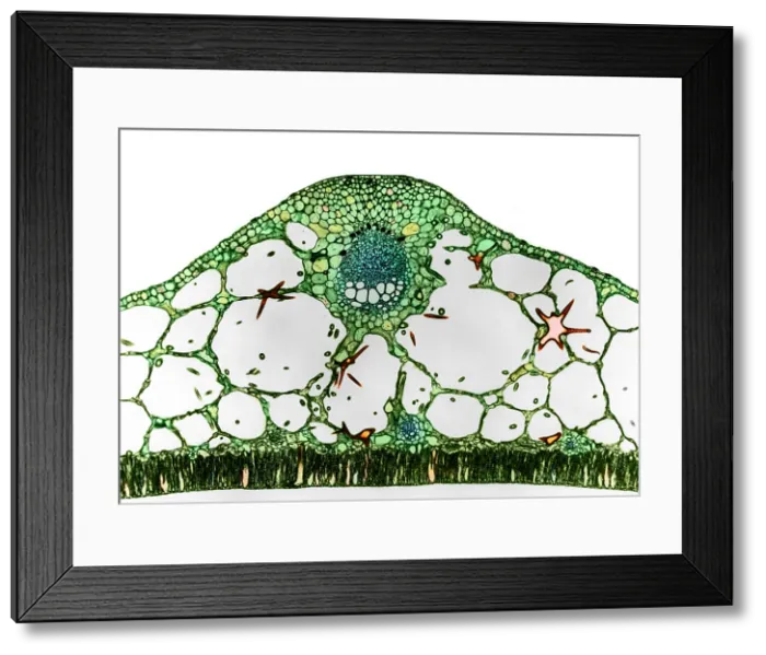 Framed Print : Water-lily Petiole with Sclereids, light micrograph Framed Print : Water-lily Petiole with Sclereids, light micrograph