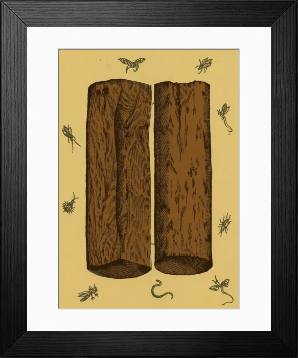 Framed Print : White Sandalwood, Alchemy Plant Framed Print : White Sandalwood, Alchemy Plant