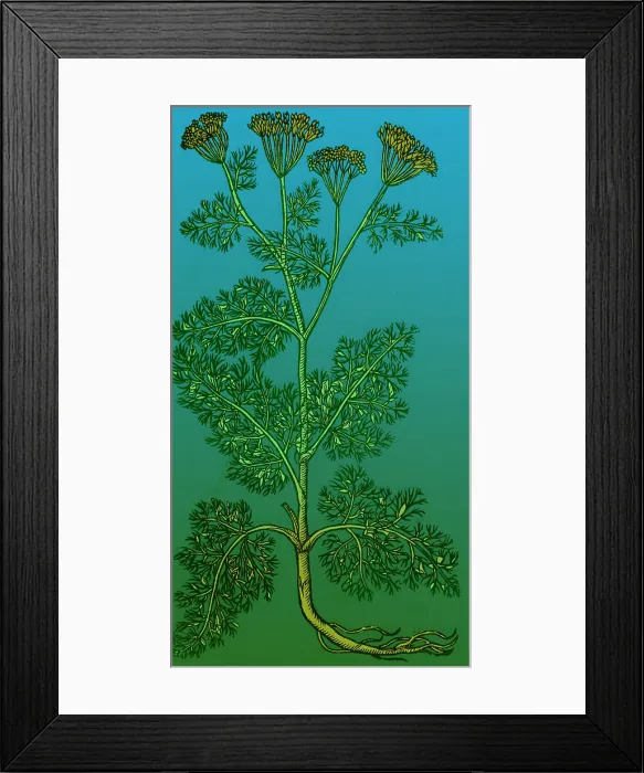 Framed Print : Anethum Graveolens, Dill Framed Print : Anethum Graveolens, Dill
