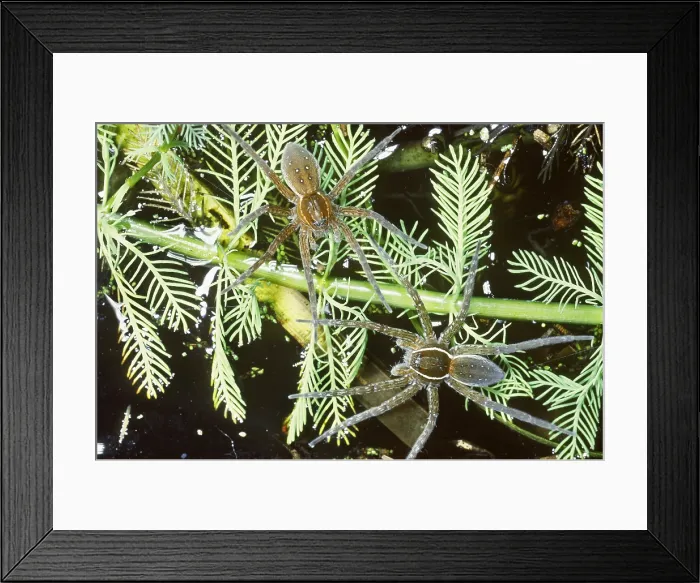 Framed Print : Fishing Spiders Framed Print : Fishing Spiders