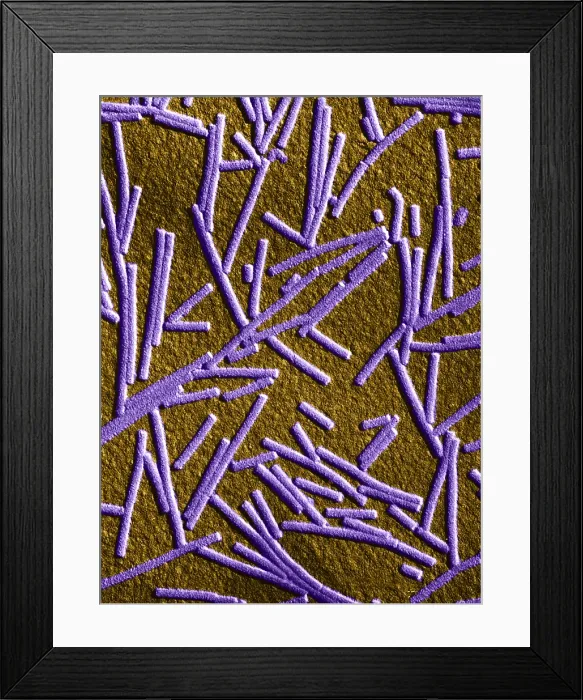 Framed Print : Tobacco mosaic Virus, TEM