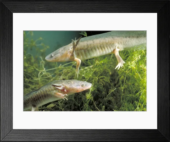 Framed Print : Waterdogs; larval form of the Eastern Tiger Salamander (Ambystoma tigrinum) Framed Print : Waterdogs; larval form of the Eastern Tiger Salamander (Ambystoma tigrinum)
