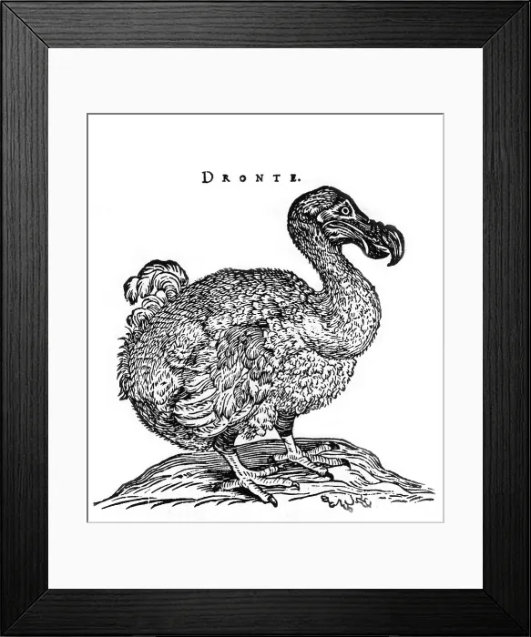 Framed Print : Dodo Bird. The Dodo is an extinct flightless bird Framed Print : Dodo Bird. The Dodo is an extinct flightless bird