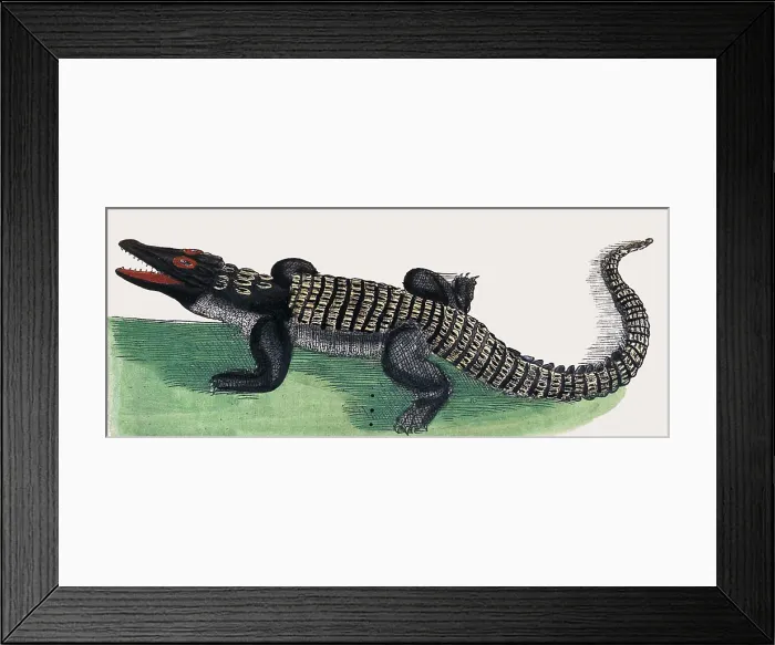 Framed Print : Rondelet, Crocodile, 16th Century Framed Print : Rondelet, Crocodile, 16th Century