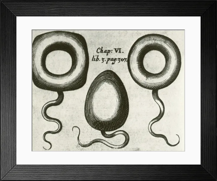 Framed Print : Pessaries, Medical Equipment, 17th C Framed Print : Pessaries, Medical Equipment, 17th C