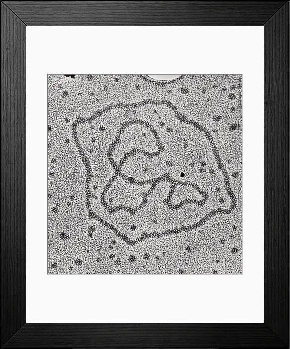 Framed Print : Viral DNA Rings