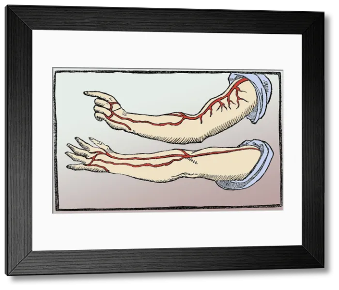 Framed Print : Jacopo Berengario da Carpi, Arteries Framed Print : Jacopo Berengario da Carpi, Arteries
