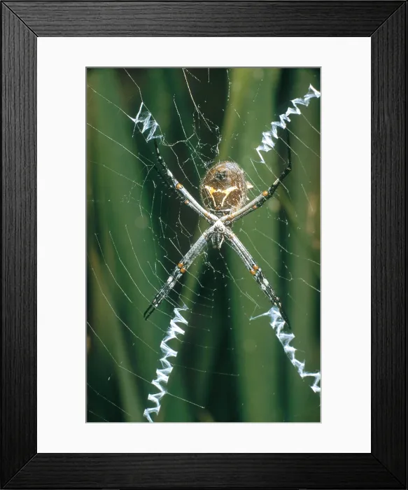 Framed Print : Garden Spider