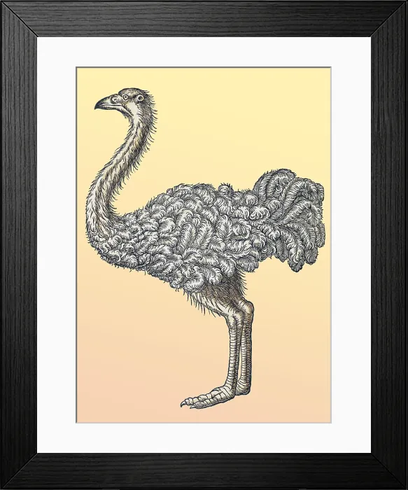 Framed Print : Gessner, Ostrich, 16th Century Framed Print : Gessner, Ostrich, 16th Century