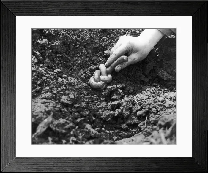 Framed Print : Giant Earthworm Framed Print : Giant Earthworm