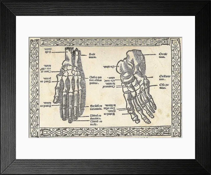 Framed Print : acopo Berengario da Carpi, Anatomy Framed Print : acopo Berengario da Carpi, Anatomy