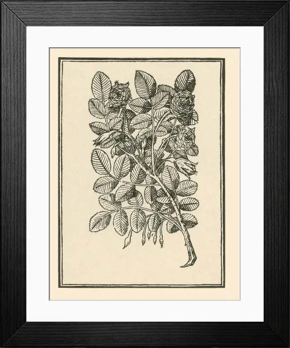 Framed Print : Damask Rose Framed Print : Damask Rose