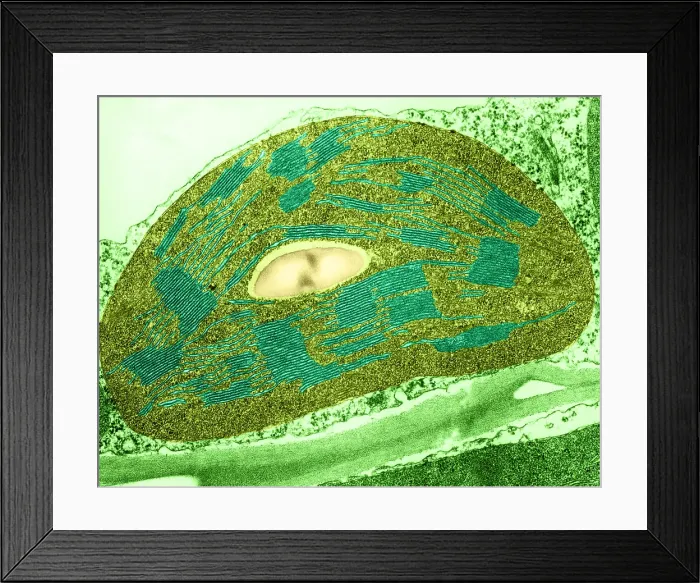 Framed Print : Tomato Chloroplast, TEM Framed Print : Tomato Chloroplast, TEM