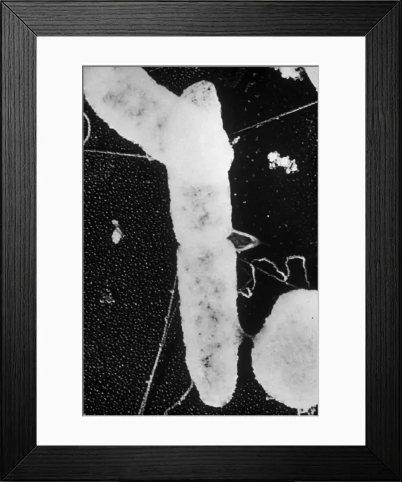 Framed Print : Bacterial Conjugation, TEM Framed Print : Bacterial Conjugation, TEM