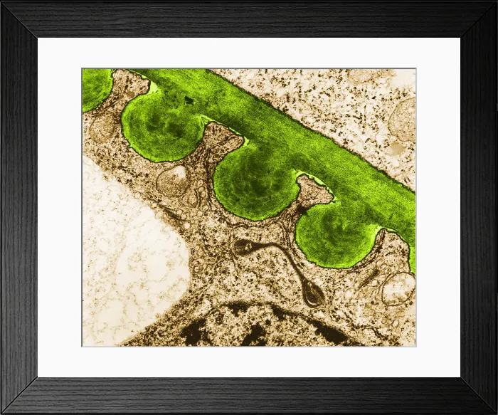 Framed Print : Tomato Chloroplast, TEM Framed Print : Tomato Chloroplast, TEM