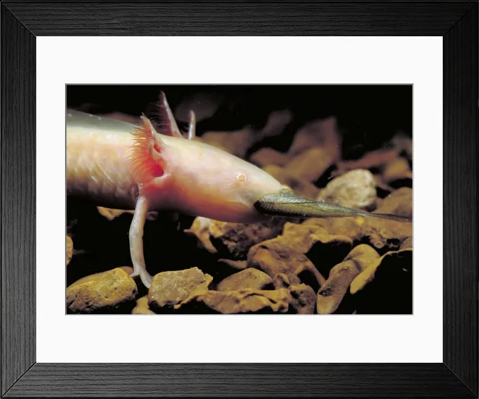 Framed Print : Waterdogs; larval form of the Eastern Tiger Salamander (Ambystoma tigrinum) Framed Print : Waterdogs; larval form of the Eastern Tiger Salamander (Ambystoma tigrinum)