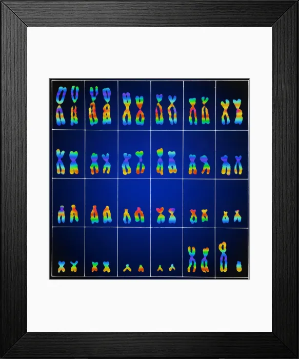 Framed Print : Karyotype, Normal Male Chromosomes Framed Print : Karyotype, Normal Male Chromosomes