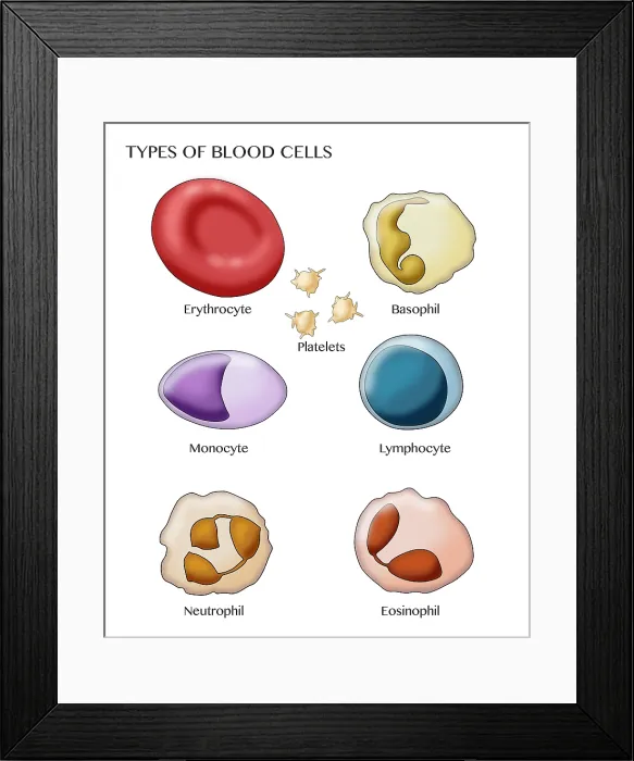 Framed Print : Blood Cell Types, Illustration Framed Print : Blood Cell Types, Illustration