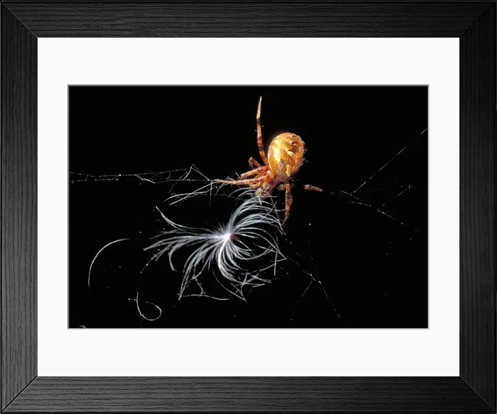 Framed Print : Marbled Orb-Weaver Spider Framed Print : Marbled Orb-Weaver Spider