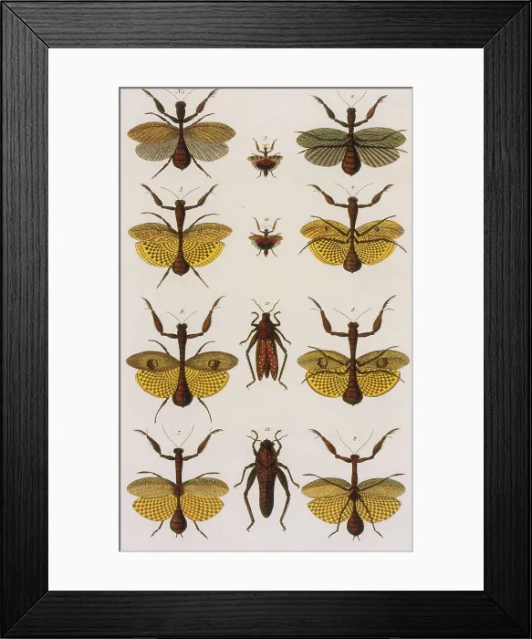 Framed Print : Insects, Seba's Thesaurus, 1734 Framed Print : Insects, Seba's Thesaurus, 1734