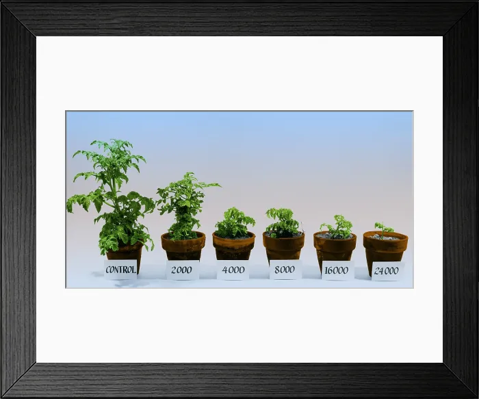 Framed Print : Radiation and Tomato Plants Framed Print : Radiation and Tomato Plants