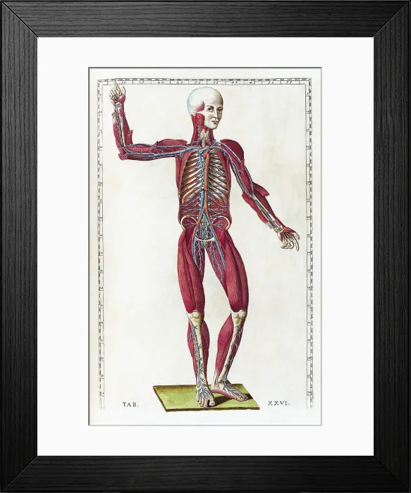 Framed Print : Eustachi, 'Tabulae anatomicae', 1783